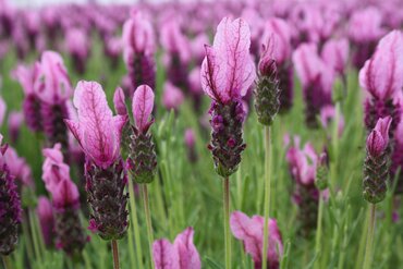 Lavender Butterfly Garden Pink Summer 4 Litre