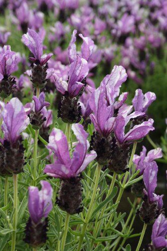 Lavender Butterfly Garden Twin Summer 4 Litre