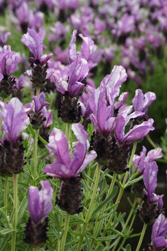 Lavender Butterfly Giant Twin Summer 3 Litre