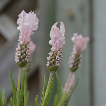 Lavender Fairy Wings Blush 2 Litre