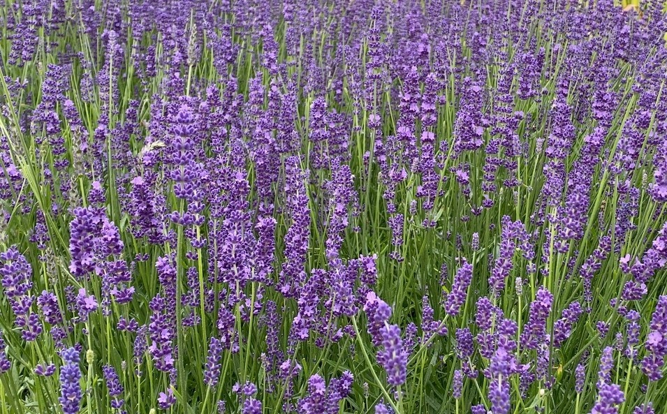 Lavender Havana 3 Litre - Stewarts Garden Centre