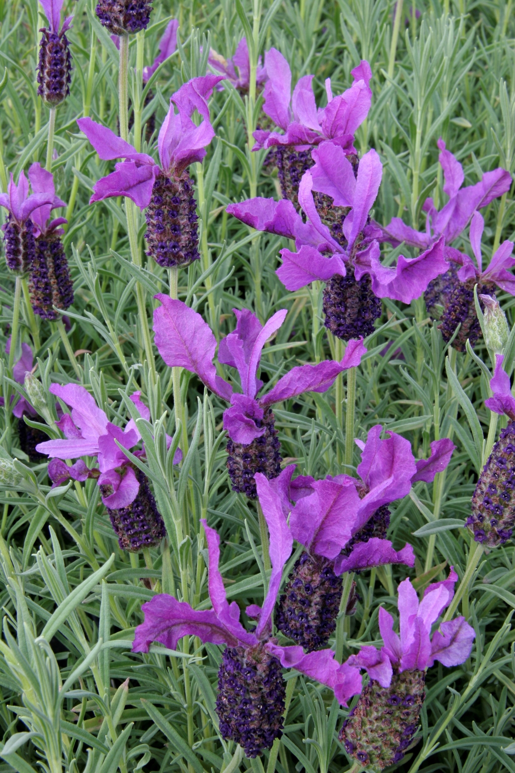 Lavender Hazel 3 Litre - Stewarts Garden Centre