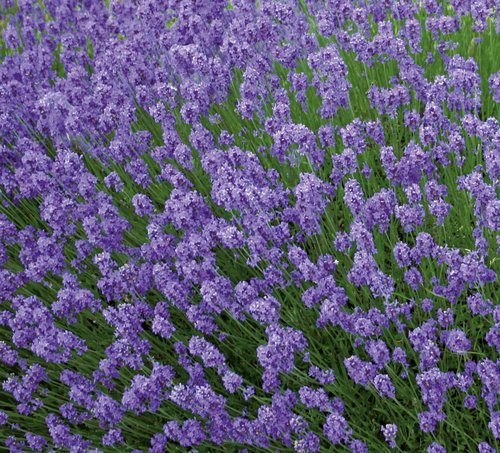 Lavender Hidcote 3 Litre