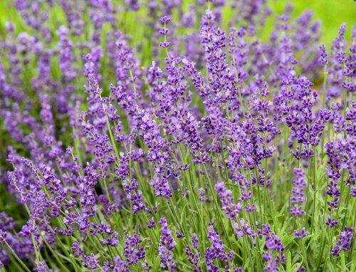 Lavender Imperial Gem 3 Litre