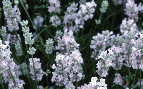 Lavender Loddon Pink 2.5 Litre