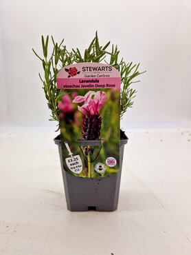 Lavender Stoechas Javelin Deep Rose 9cm