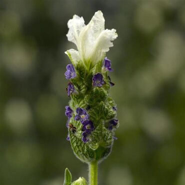 Lavender Tiara 2 Litre