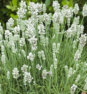 Lavender Vienco White 2 Litre