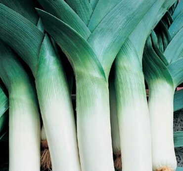 Leek Musselburgh 6 Pack