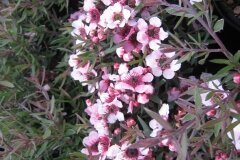 Leptospermum Martini 3 Litre