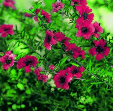 Leptospermum Red Damask 3 Litre