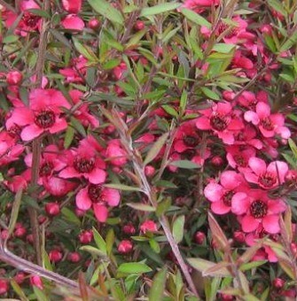 Leptospermum Red Ensign 3 Litre