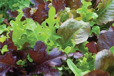 Lettuce Babyleaf Mixed 6 Pack