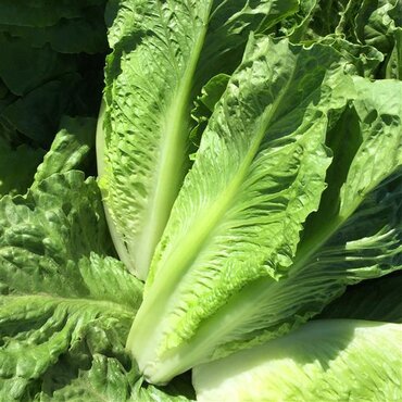 Lettuce Little Gem 6 Pack