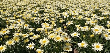 Leucanthemum Broadway Lights 3 Litre