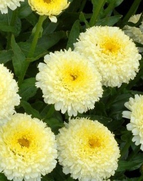 Leucanthemum Luna 2 litre