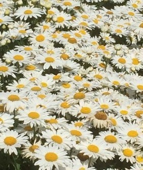 Leucanthemum Madonna 3 litre