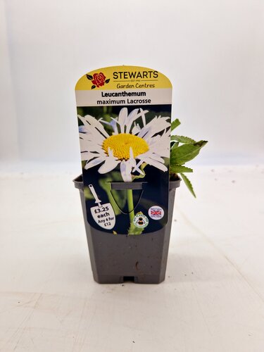 Leucanthemum Ooh La Lacrosse 9cm