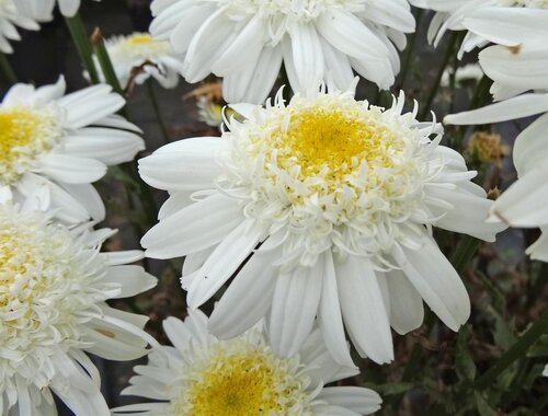 Leucanthemum Real Comet 3 Litre