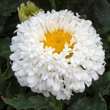 Leucanthemum Real Snowball 3 Litre