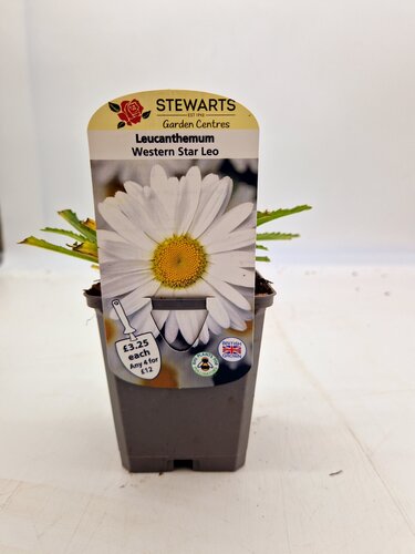 Leucanthemum Western Star Leo 9cm