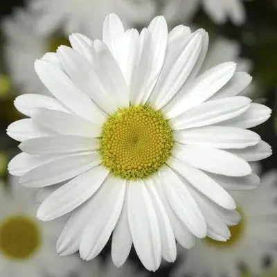 Leucanthemum Western Star Taurus 3 Litre