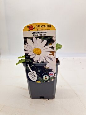 Leucanthemum X Superbum Silver Princess 9cm