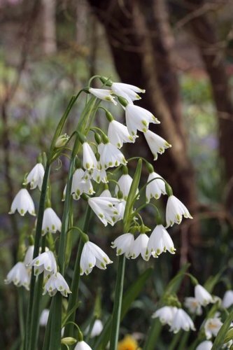 Leucojum 1.5 Litre