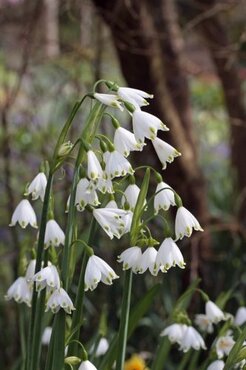 Leucojum 1.5 Litre