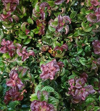 Leucothoe Curly Red 2.3 Litre