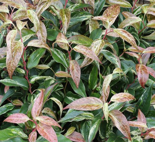 Leucothoe Rainbow  2.3 Litre