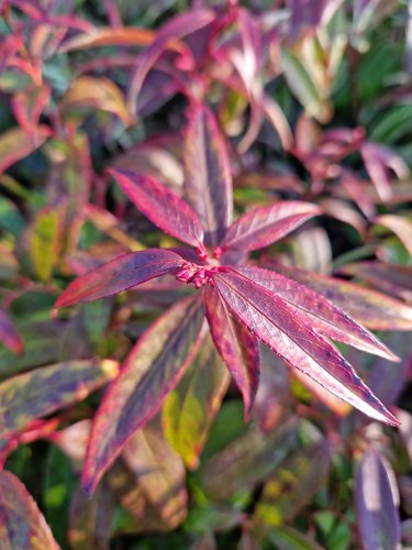 Leucothoe Royal Ruby 2.3 Litre