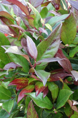 Leucothoe Scarletta 2.3 Litre