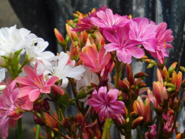 Lewisia cotyledon Elise 1 Litre