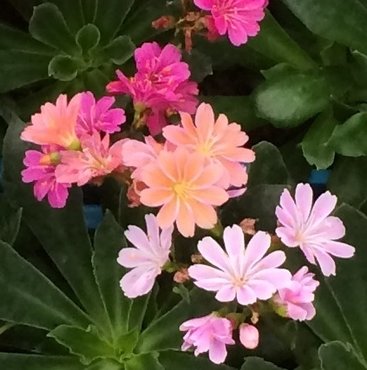 Lewisia Elise Jumbo Six Pack