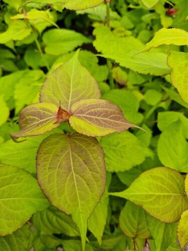 Leycesteria Golden Lanterns 3 Litre