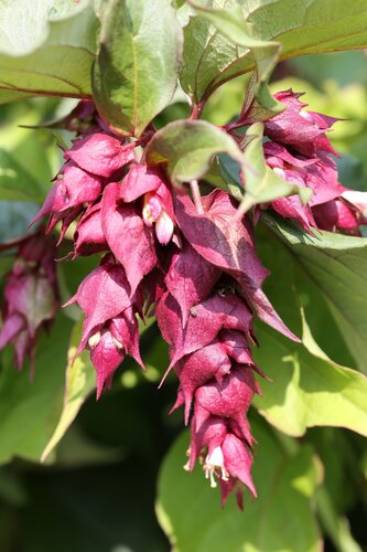 Leycesteria Purple Rain 2.3 Litre