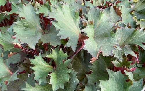 Ligularia Little Golden Ray 2 Litre