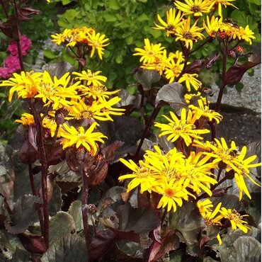 Ligularia Treasure Island 3 Litre