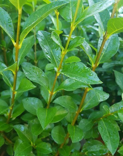 Ligustrum ovalifolium 3 Litre