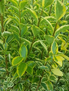 Ligustrum ovalifolium 'Aureum' 3 Litres