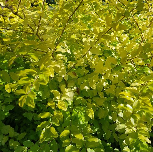 Ligustrum Sunshine 7.5 Litre