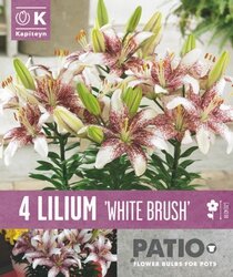 Lilium Bicolor White Brush