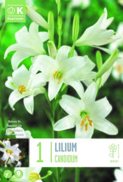 Lilium Candidum x 1