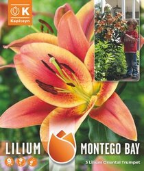 Lilium Pack Montego Bay