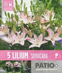 Lilium Sorocaba