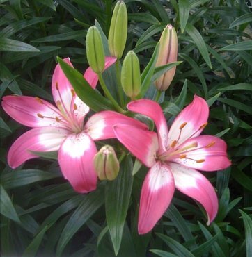 Lily Asiatic/Oriental in Variety 1.5 Litre - image 3