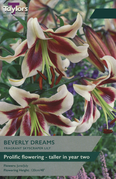 Lily Beverly Dreams