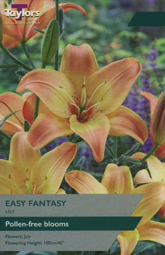 Lily Easy Fantasy