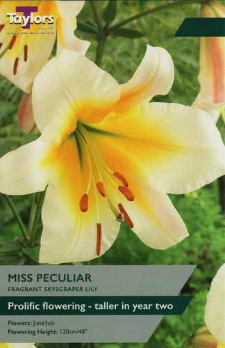 Lily Miss Peculiar